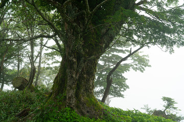 Mount Tsurugi in Tokushima, Japan