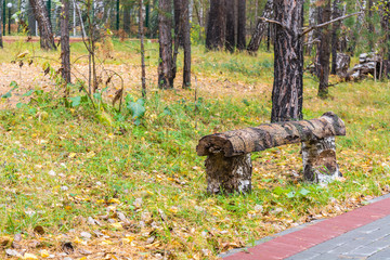 Resting birch bench set in park with trees and yellow leaves on autumn day.