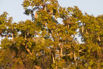 Fototapeta premium Fruits of Kigelia africana (sausage tree). in Kafue Game park