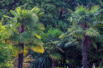 View of different green trees in park. Fir and palm tree together