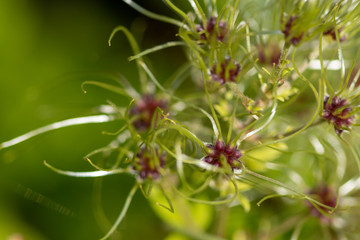 Close-up, texture, background with cabbage plant