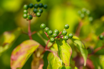 Close-up of plant with green berries and colored leaves