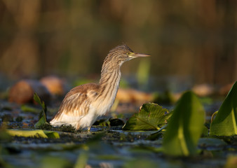 Young squacco heron (Ardeola ralloides) shot in soft morning light close-up on a fish hunt