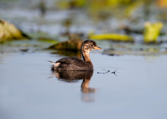 A young black-necked grebe (Podiceps nigricollis) swims in the blue water of the lake against the background of aquatic plants. Close-up and detailed photo