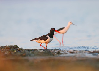 Eurasian oystercatcher (Haematopus ostralegus) close-up shot on the estuary on a background of blue water. Bright red beak and eyes look unusual and exotic