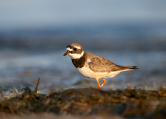 The young common ringed plover or ringed plover (Charadrius hiaticula) is filmed in the soft morning light on the shore of a salty estuary.