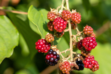 Close-up of blackberry with red and black fruit