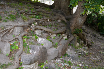Tree roots among gray stones, Haapsalu, Estonia