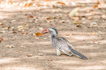 Southern Red-billed Hornbill, Tockus erythrorhynchus, eating bread