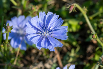 Close-up of flower with blue blossom