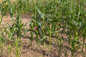 Cornfield, maizefield growing on dry land