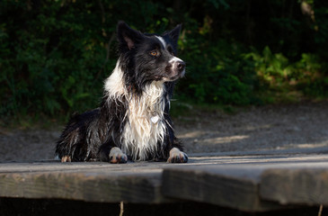 Wet border collie puppy while playing happy at the lake