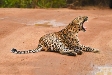leopard yawning