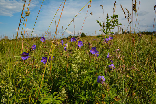 Blue wildflowers on a green meadow - Powered by Adobe