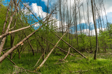 Waldschaden im Bergischen Land an der Dhünntalsperre