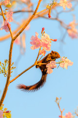 The squirrel is looking at the sun.