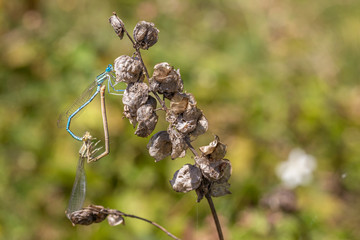 Blaue Federlibellen bei der Paarung