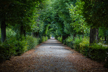 beautiful green alley