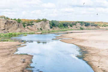 Waterbuck bull in the Letaba River