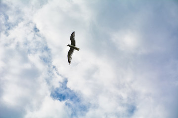 Big seagull on a background of cloudy sky