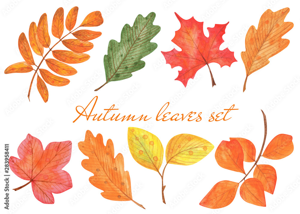 Wall mural autumn leaves set