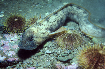 Ocean Pout underwater in the St. Lawrence River