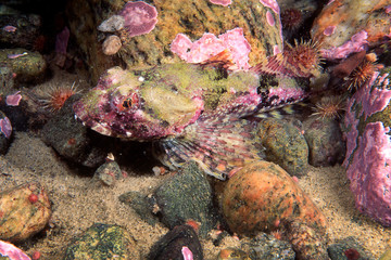 Shorthorn Sculpin underwater in the St. Lawrence River in Canada