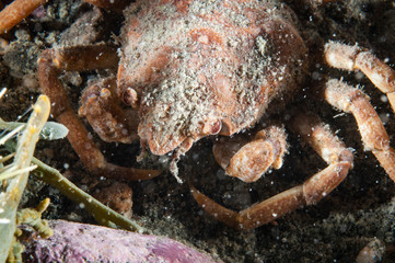 Great spider crab underwater in the St. Lawrence river