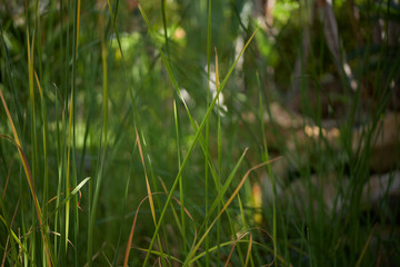 Fresh grass