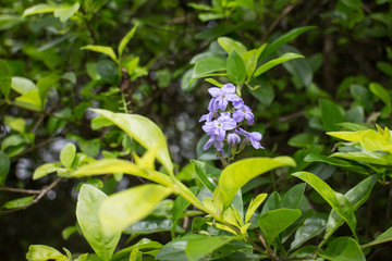 Small white mix violet  flower or  Duranta repens Flower