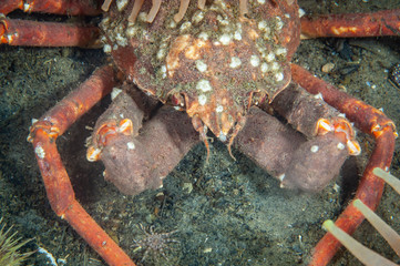 Great spider crab underwater in the St. Lawrence river