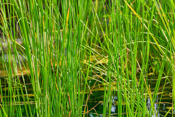 Fresh grass