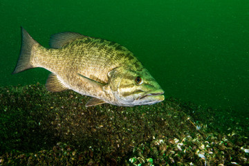 Smallmouth Bass underwater in the St. Lawrence River