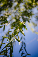Willow leaves, bottom view, sky background