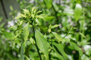 Leaf of Cinnamomum camphora tree