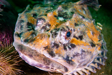Shorthorn Sculpin underwater in the St. Lawrence River in Canada