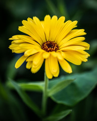 Close Up Yellow Flower 