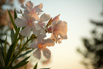 Close Up of Oleander Flower at Sunset