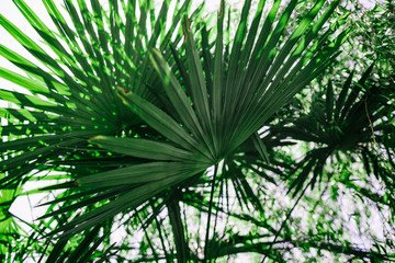 juicy green palm leaf close up