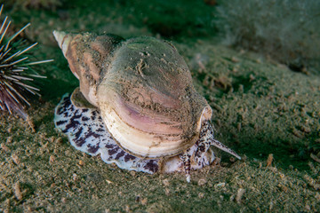 Waved Whelk underwater in the St. Lawrence River.