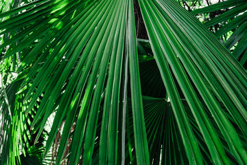 juicy green palm leaf close up
