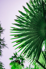 juicy green palm leaf close up