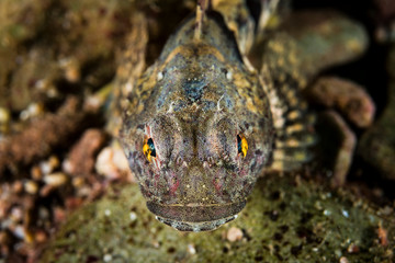 Shorthorn Sculpin underwater in the St. Lawrence River in Canada