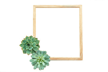 Square wood frame with green succulent plant at bottom left corner white background