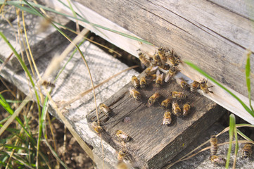Bienen