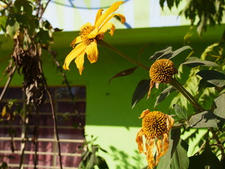 YI DIGITAL CAMERA