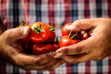 Red tomatoes held in man's soiled hands.