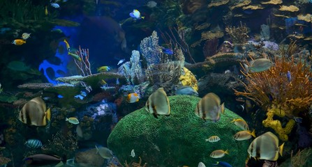 tropical fish in the sea