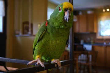 Yellow Crowned Amazon Parrot