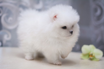 Fototapeta premium Chihuahua puppy spitz dog pet yorkshire terrier